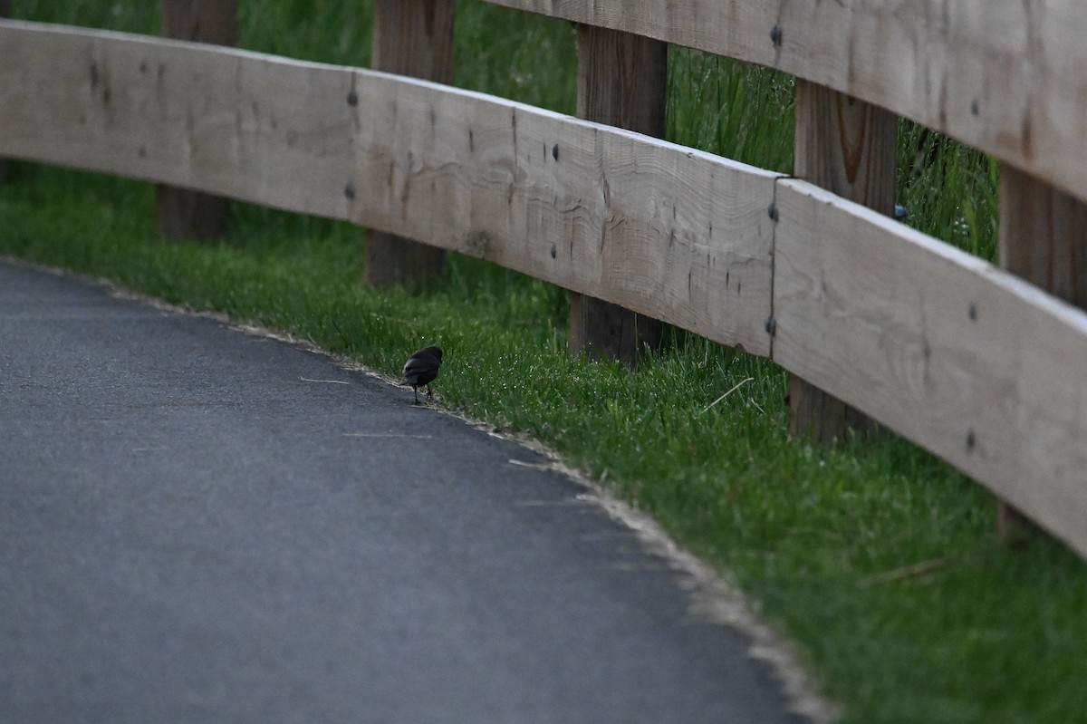 Brown-headed Cowbird - Wayne Wauligman