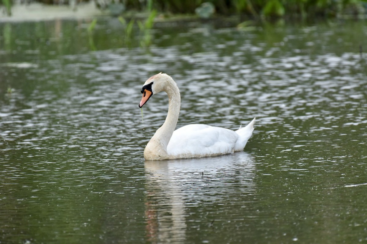 Mute Swan - Charles Kollar