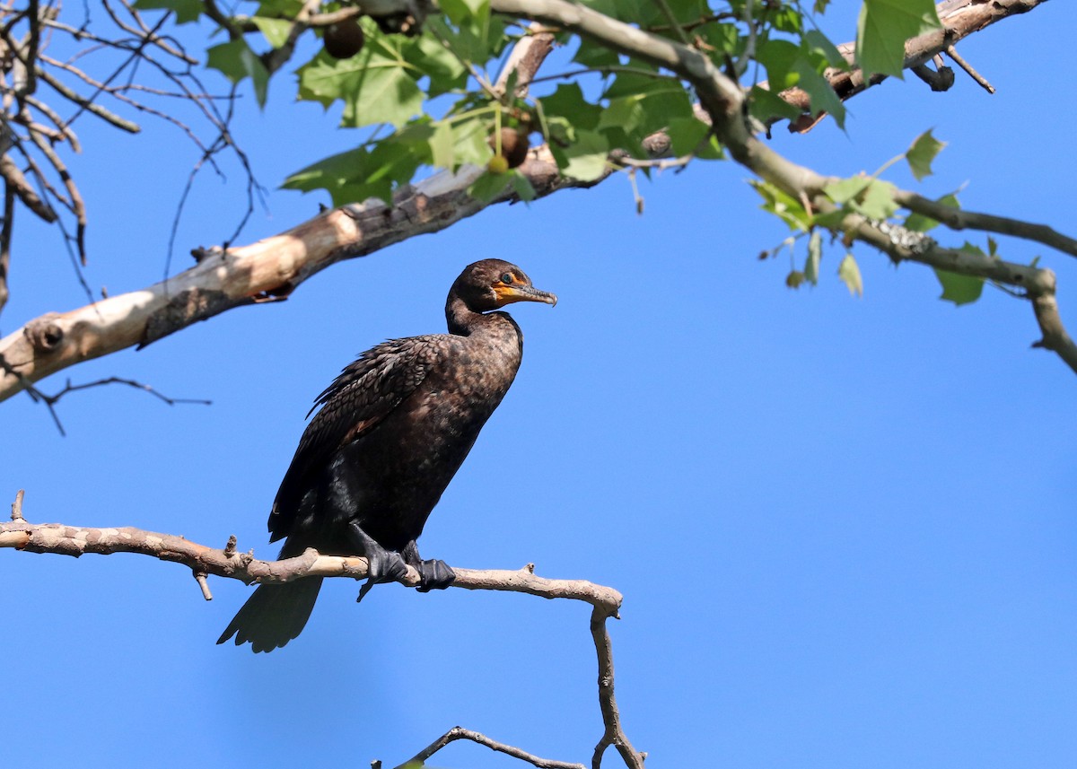 Double-crested Cormorant - Noreen Baker