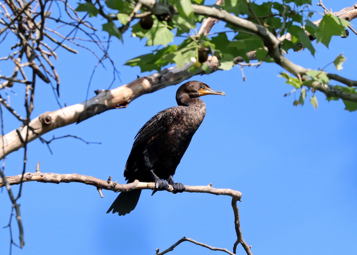 Double-crested Cormorant - Noreen Baker