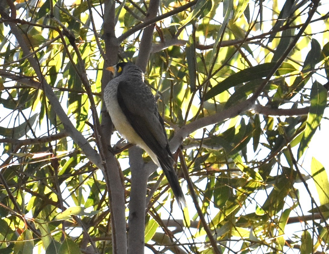 Noisy Miner - Mark Tarnawski