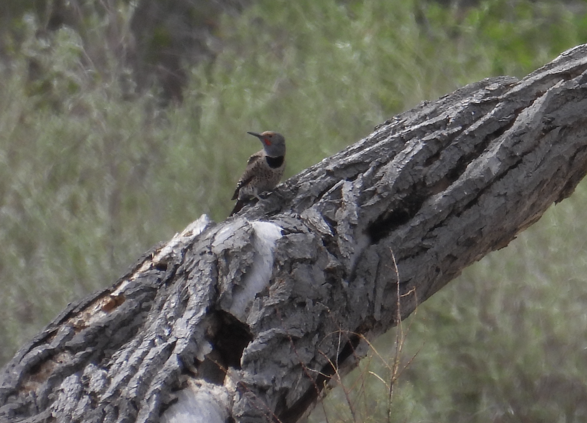 Northern Flicker - ML619604717