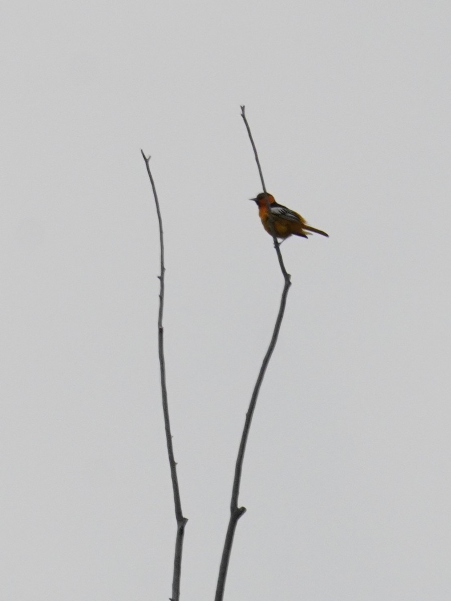 Bullock's Oriole - Kristy Dhaliwal