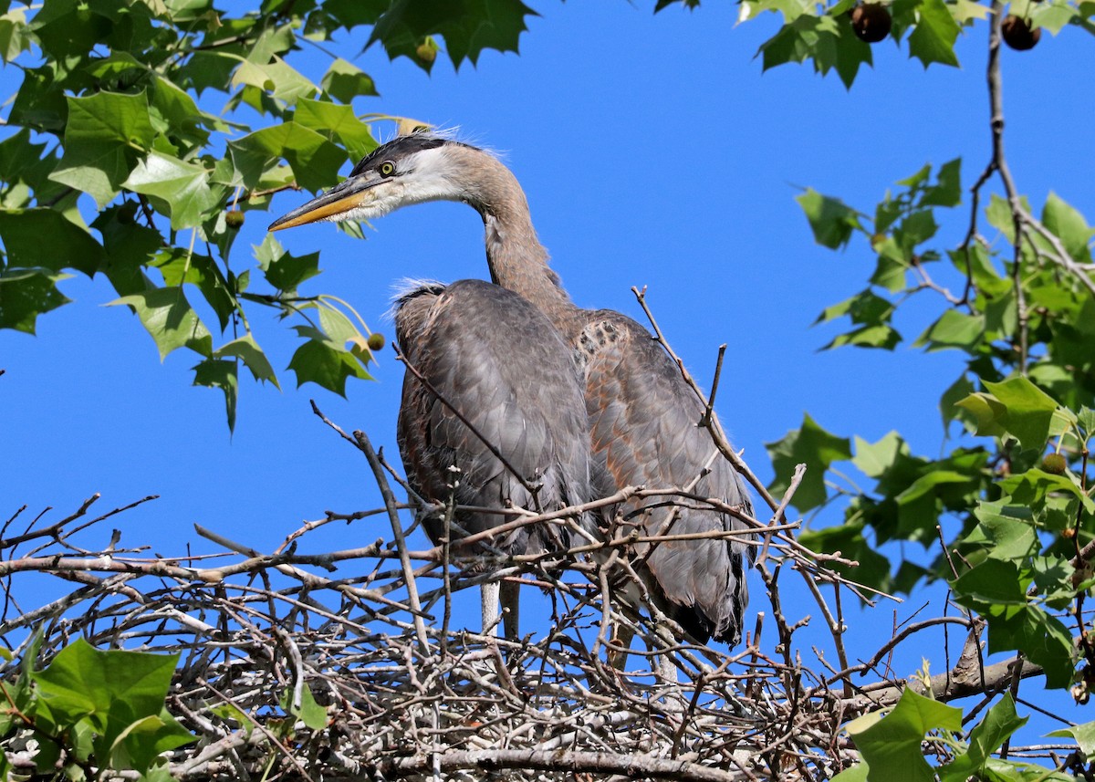 Great Blue Heron - Noreen Baker