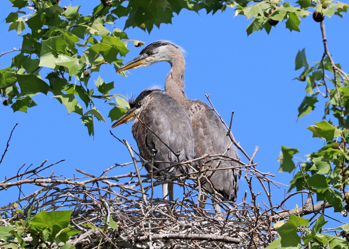 Great Blue Heron - ML619604724