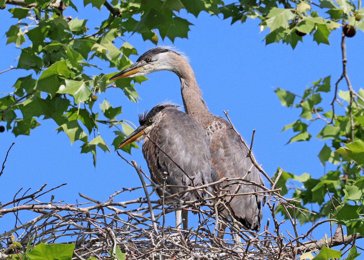 Great Blue Heron - Noreen Baker