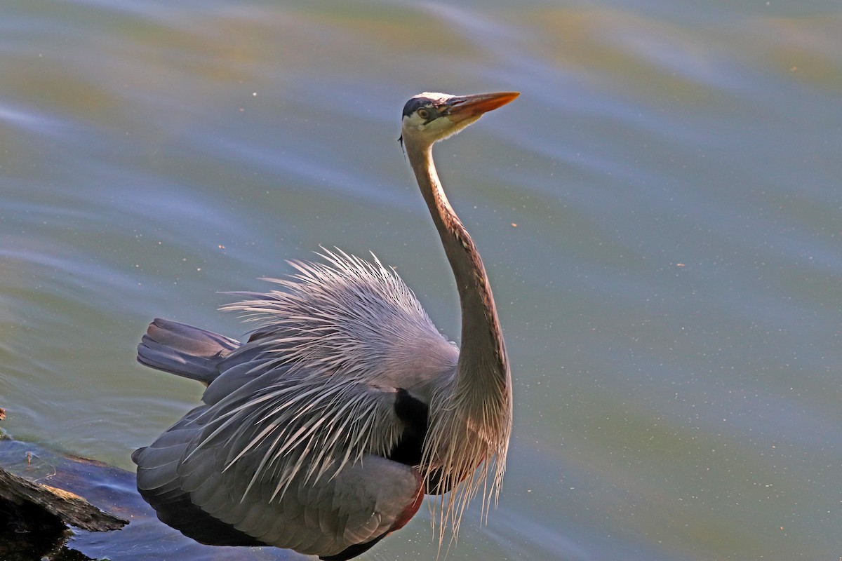 Great Blue Heron - Noreen Baker