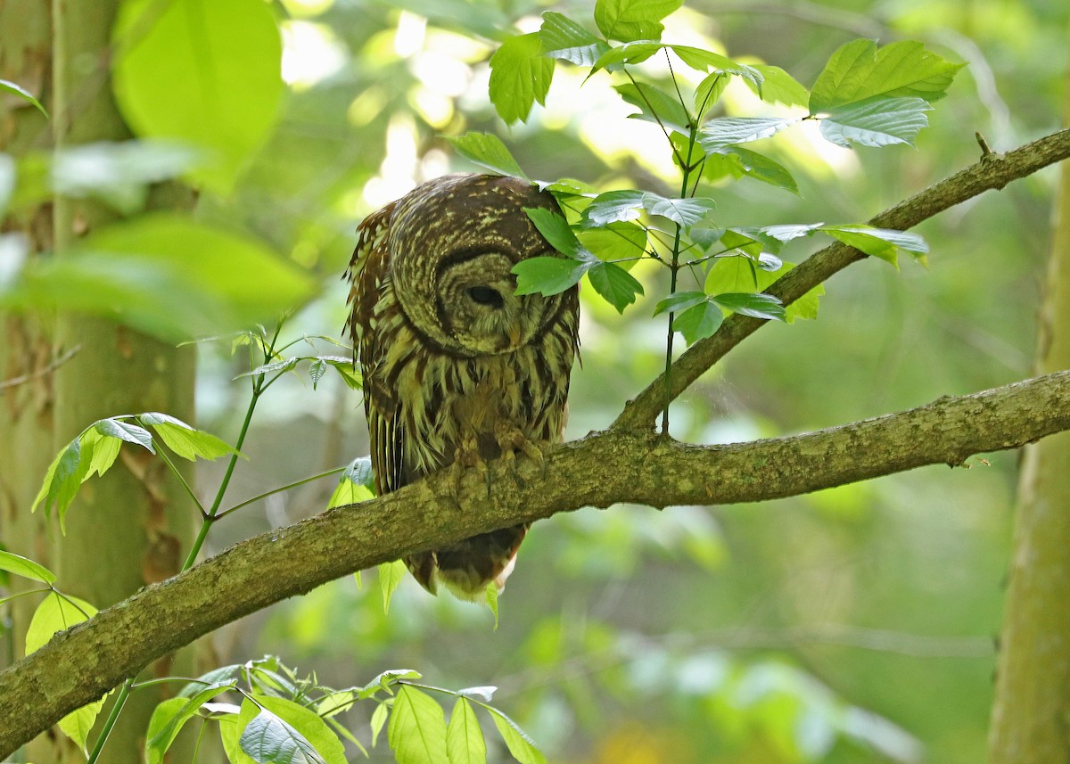 Barred Owl - Noreen Baker