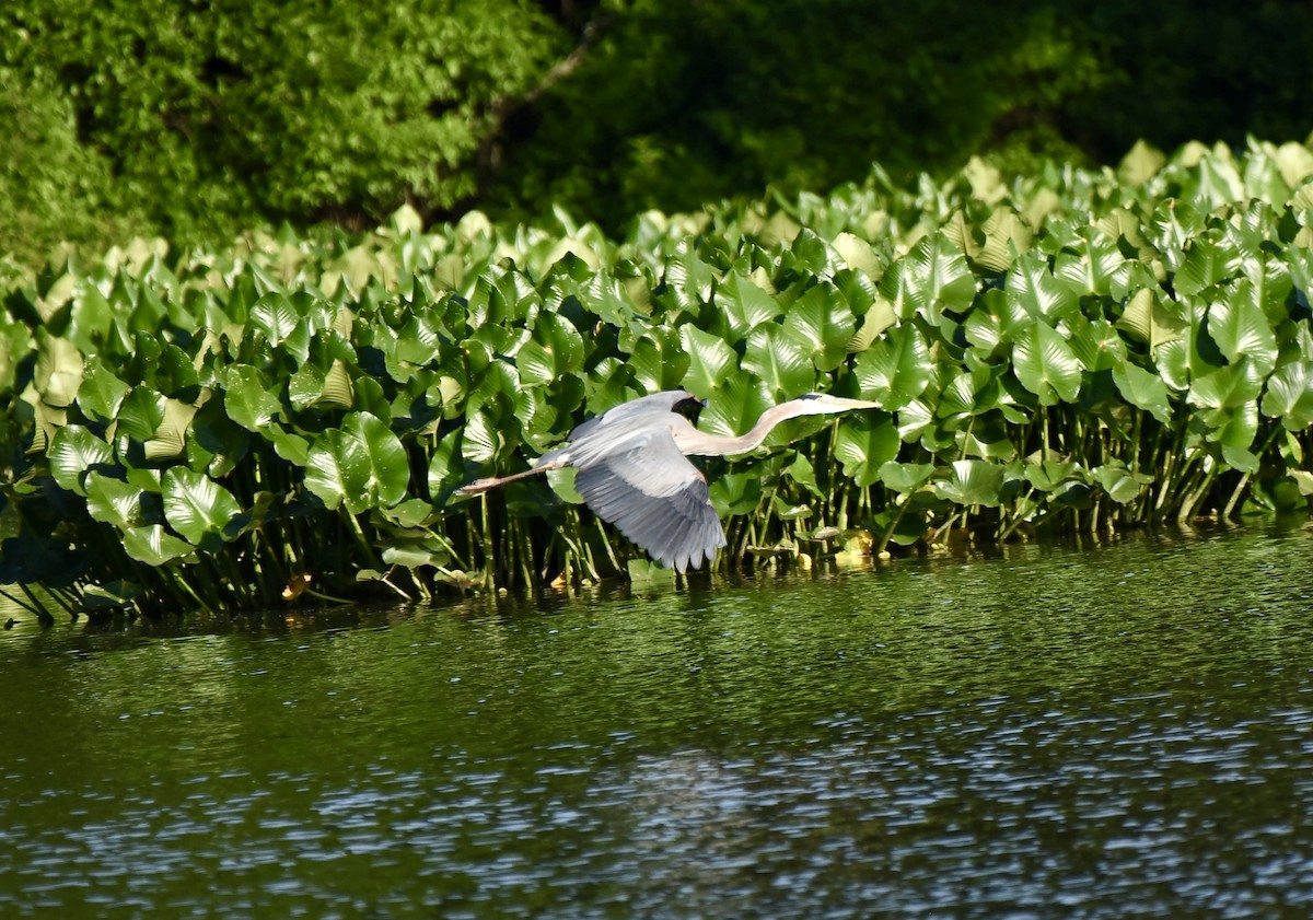 Great Blue Heron - Charles Kollar