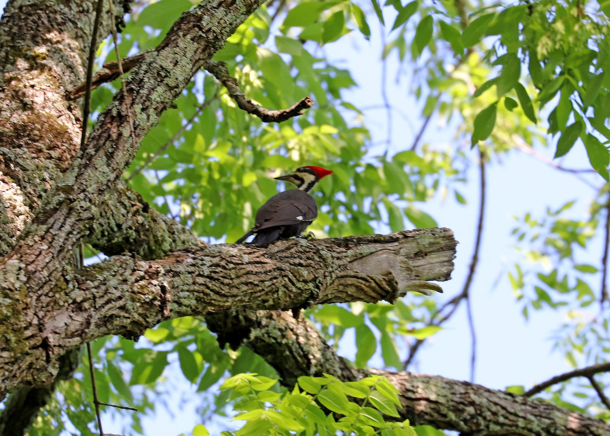 Pileated Woodpecker - Noreen Baker