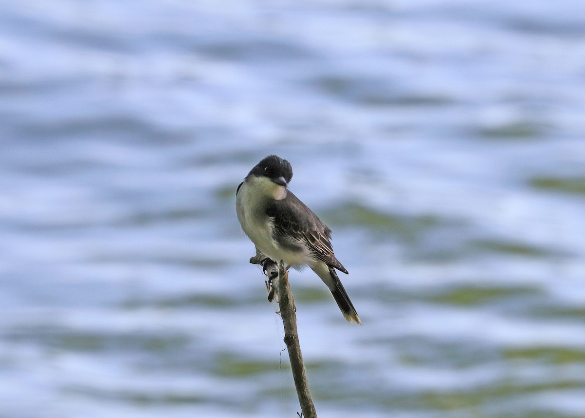 Schieferrücken-Königstyrann - ML619604760