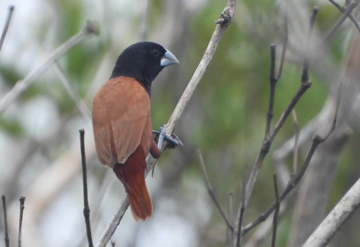 Chestnut Munia - Alfred McLachlan-Karr