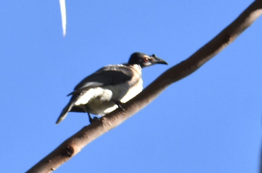 Noisy Friarbird - Mark Tarnawski