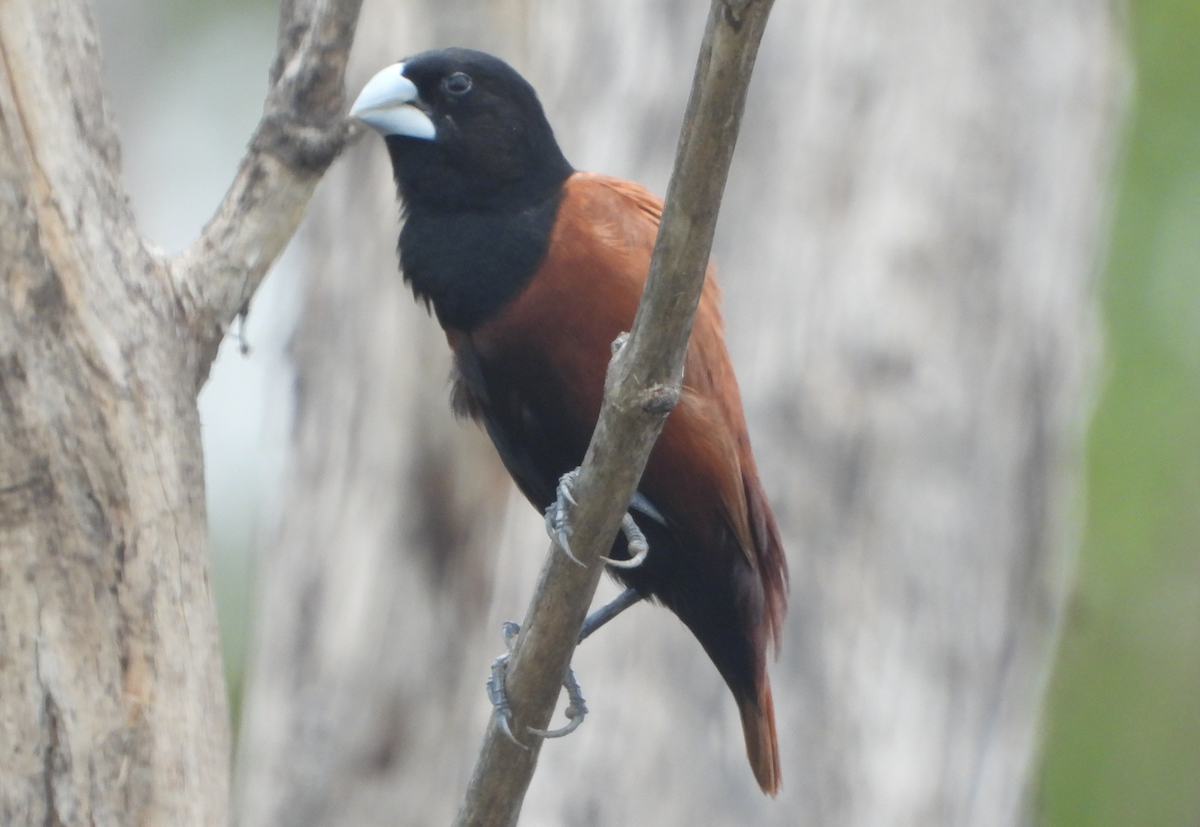 Chestnut Munia - Alfred McLachlan-Karr