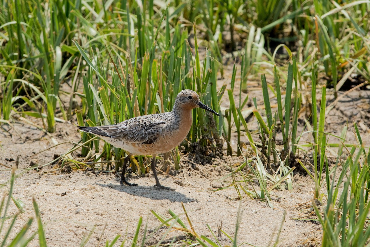 Red Knot - ML619604767