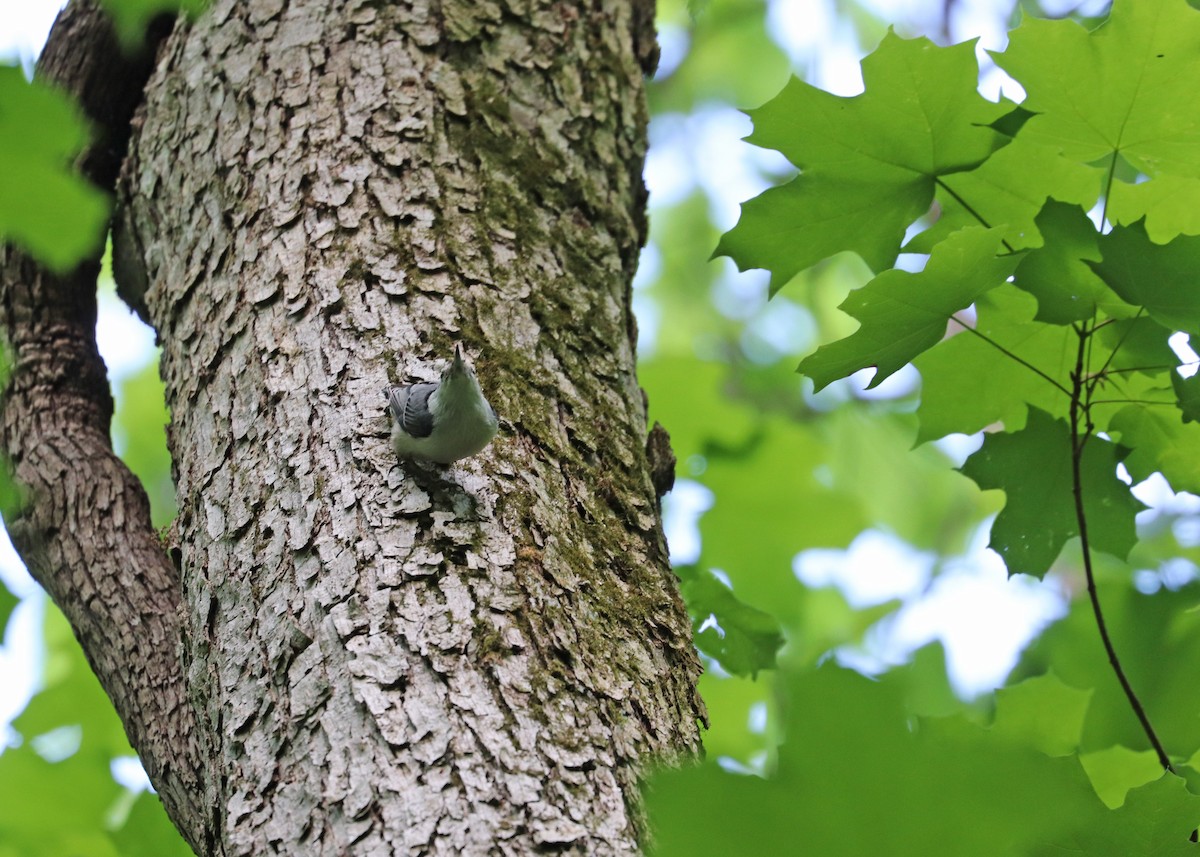 White-breasted Nuthatch - Noreen Baker