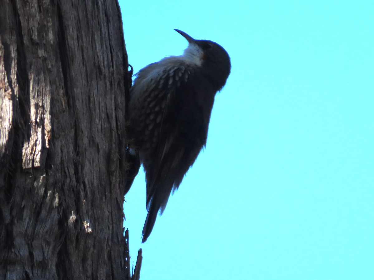 White-throated Treecreeper - ML619604770