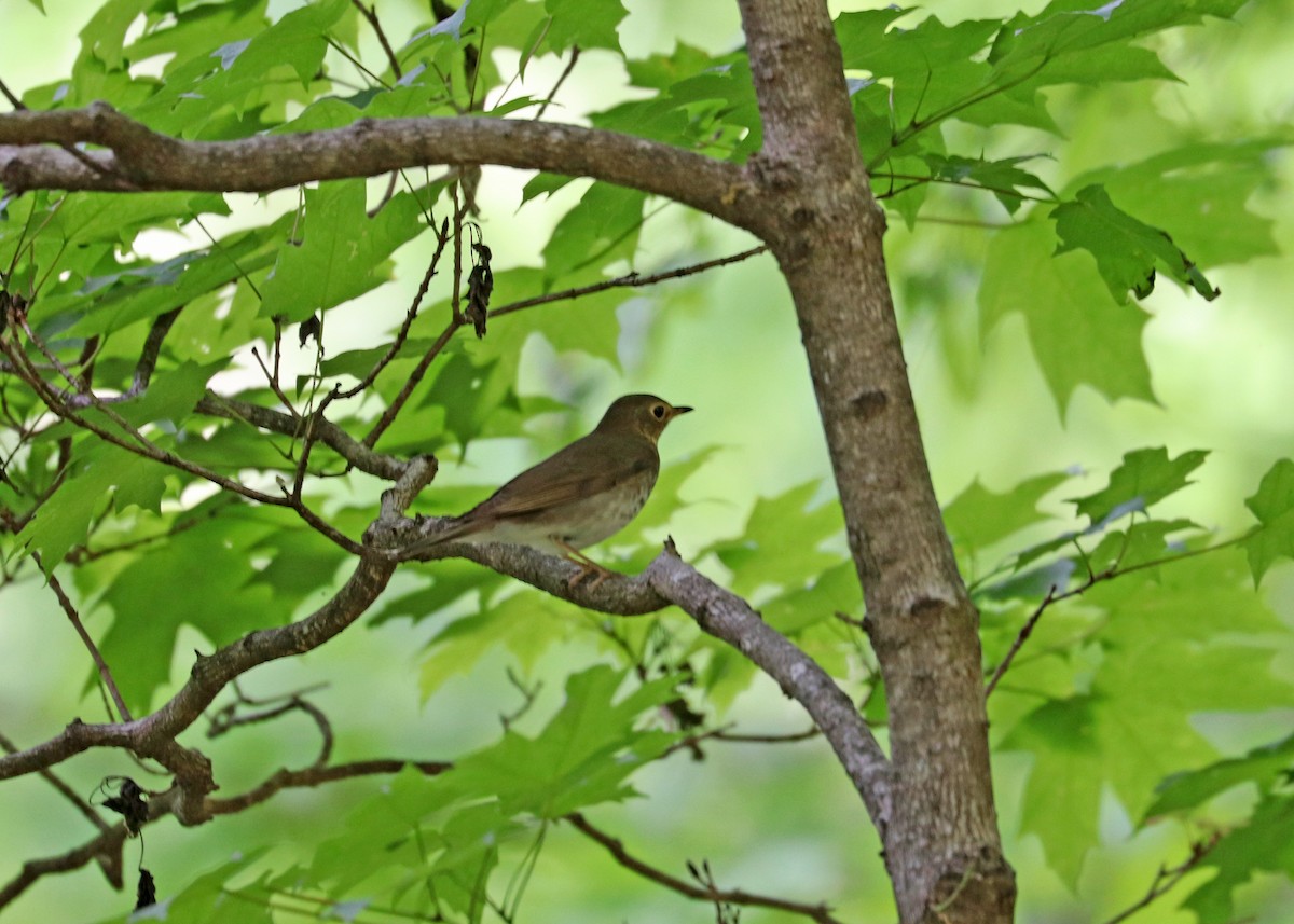 Swainson's Thrush - Noreen Baker