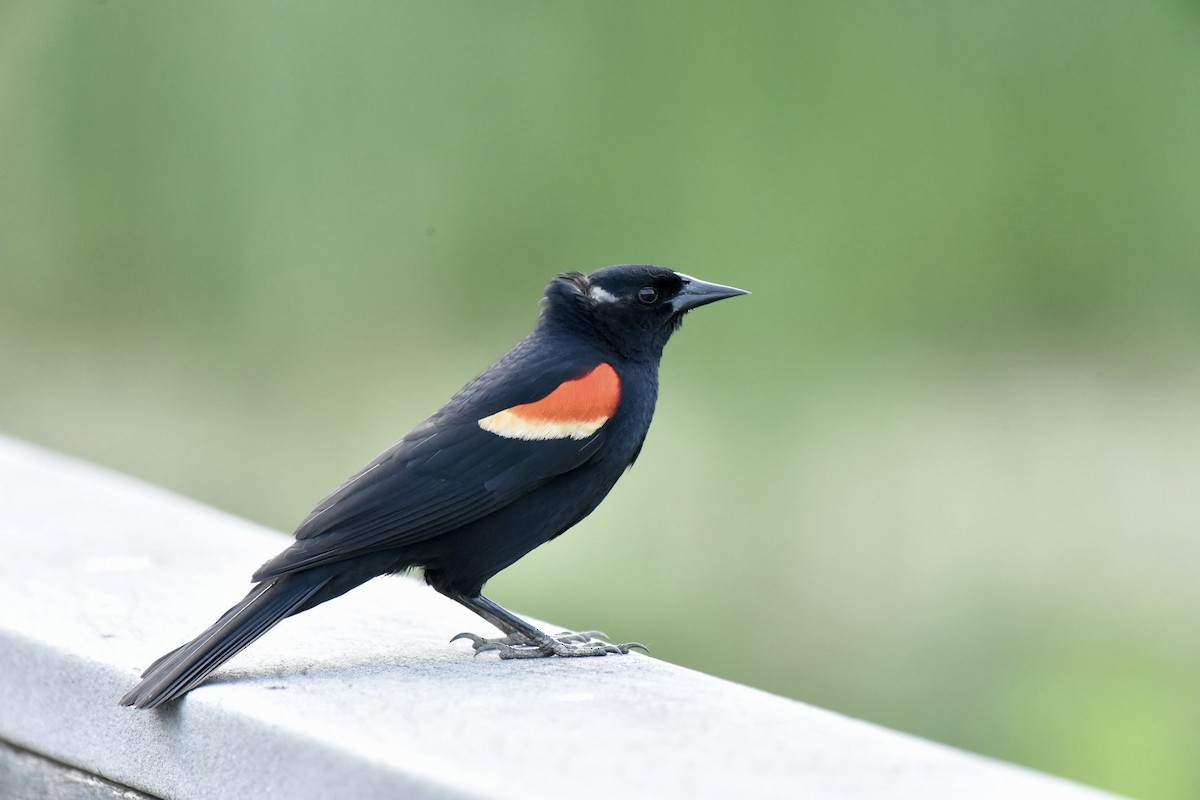 Red-winged Blackbird - Charles Kollar