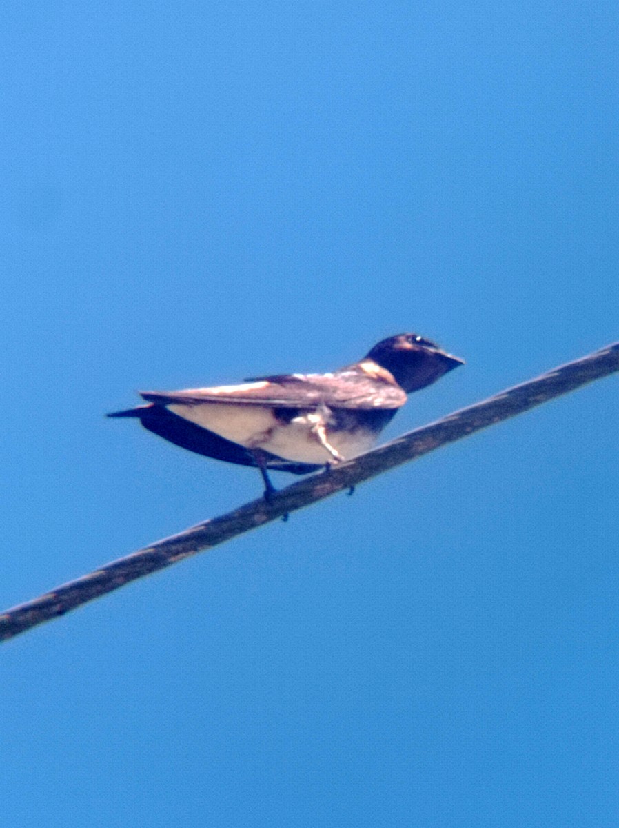 Golondrina Cubana - ML619604775