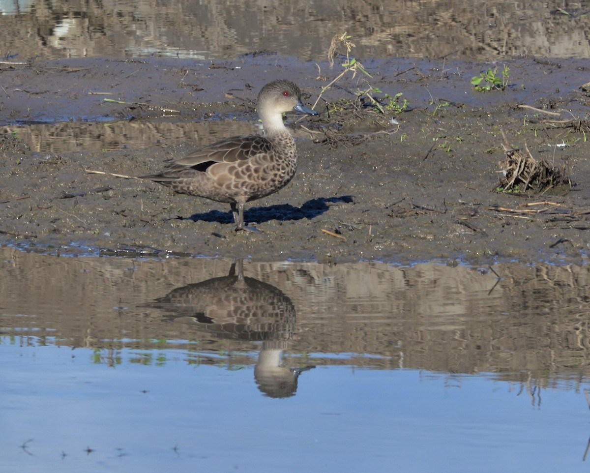 Gray Teal - Peter Storer