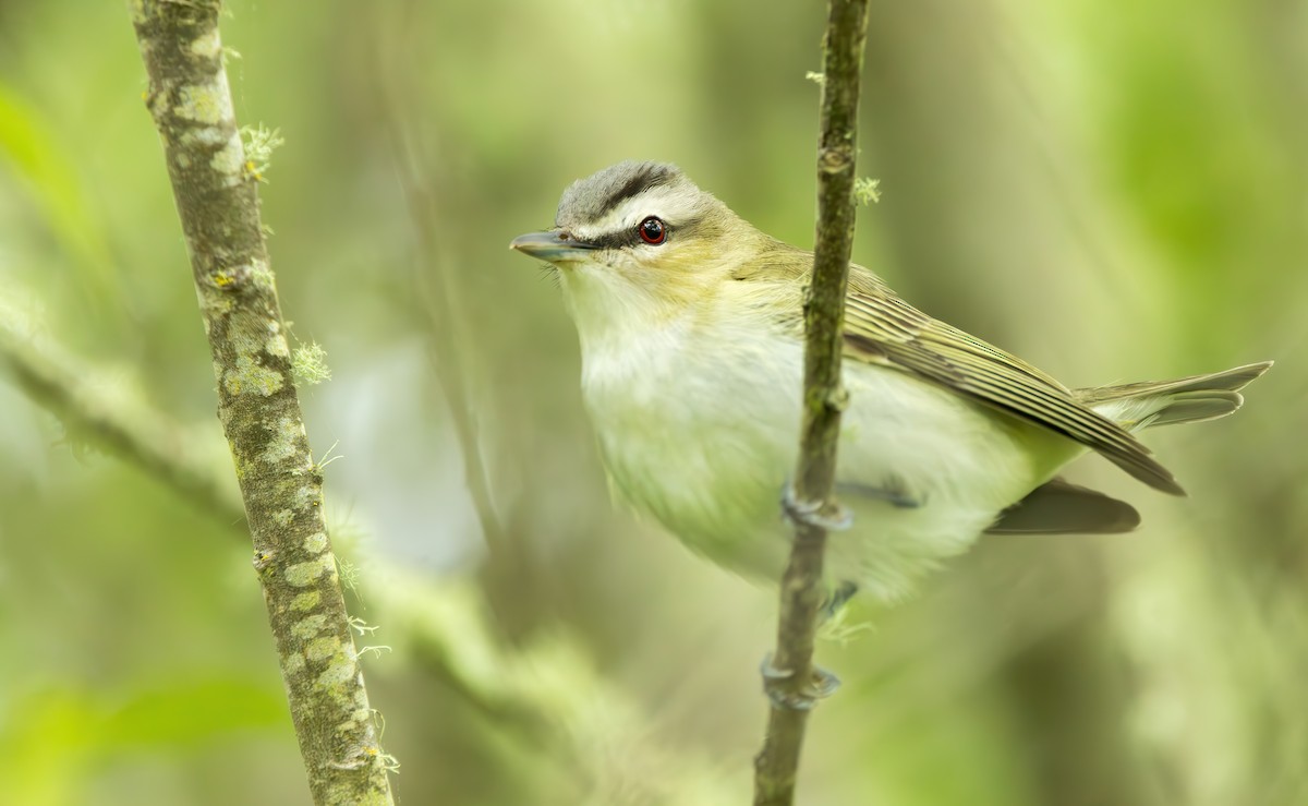 Red-eyed Vireo - ML619604778