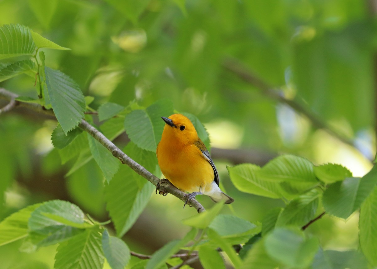 Prothonotary Warbler - Noreen Baker