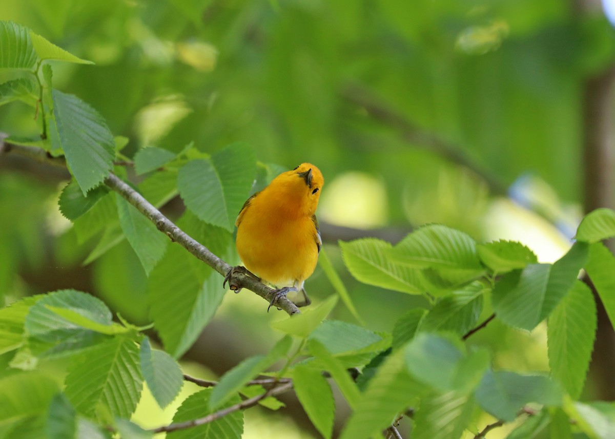 Prothonotary Warbler - Noreen Baker