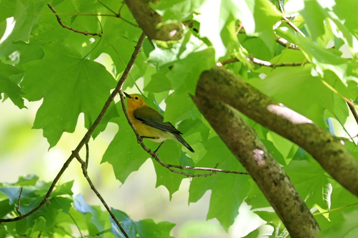 Prothonotary Warbler - Noreen Baker