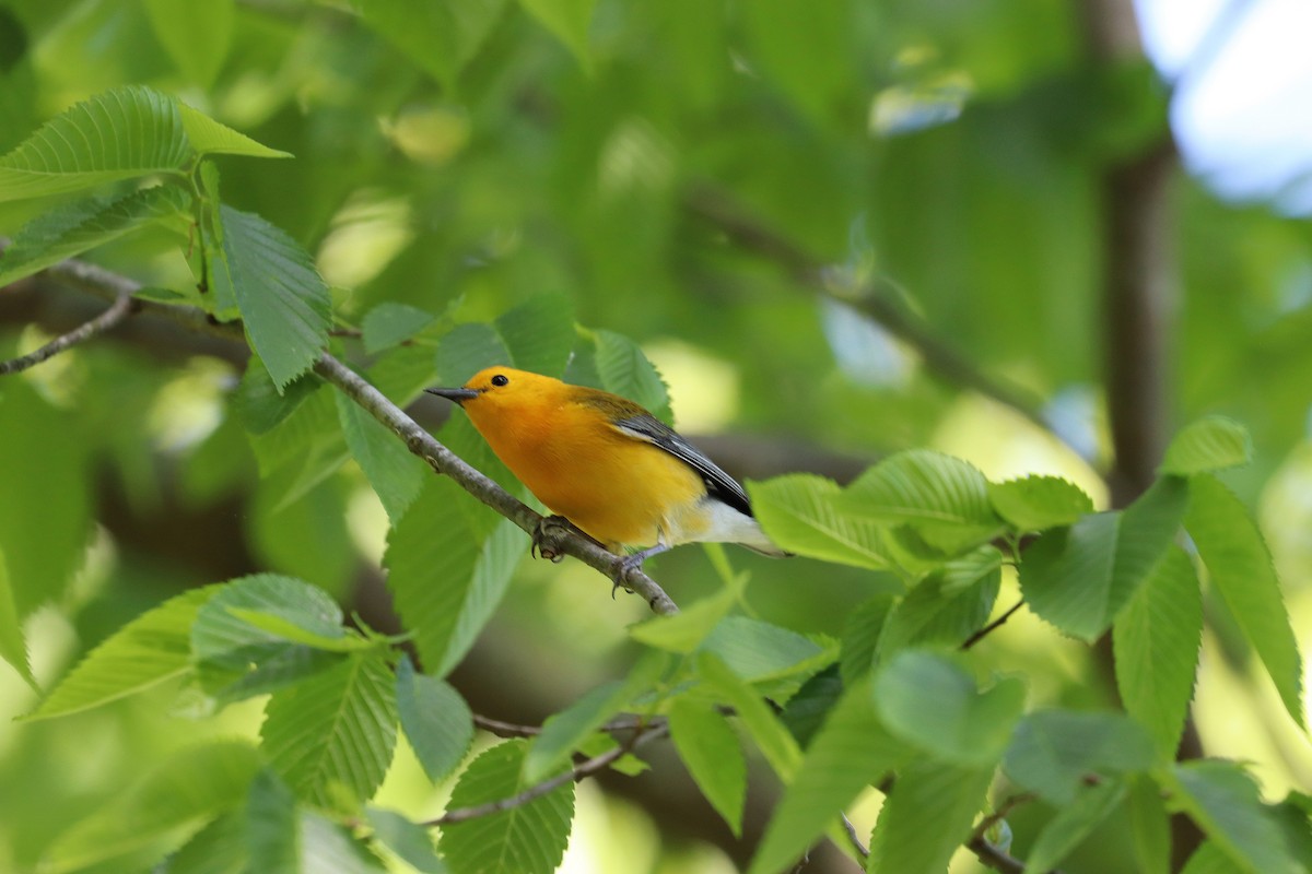 Prothonotary Warbler - Noreen Baker