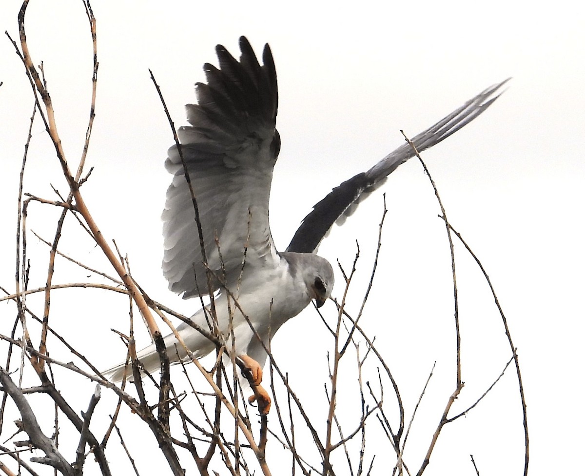 White-tailed Kite - ML619604791