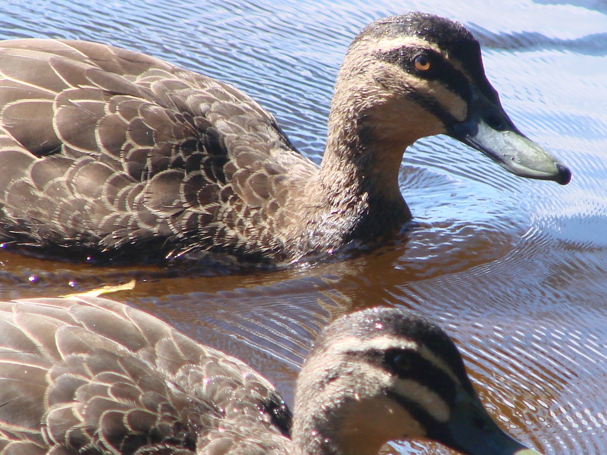 Pacific Black Duck - Andrew Bishop