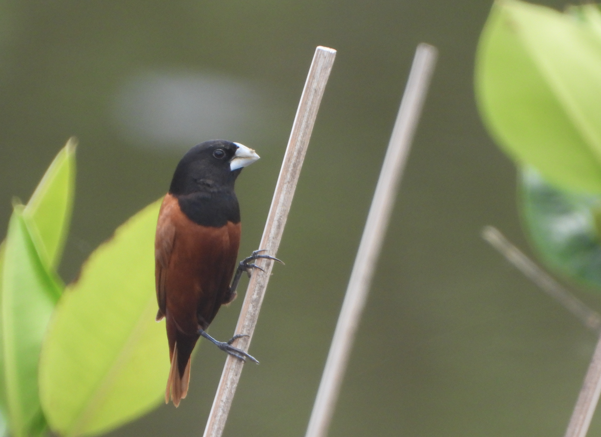 Chestnut Munia - Alfred McLachlan-Karr