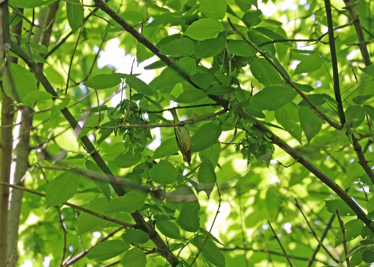 Cape May Warbler - ML619604797