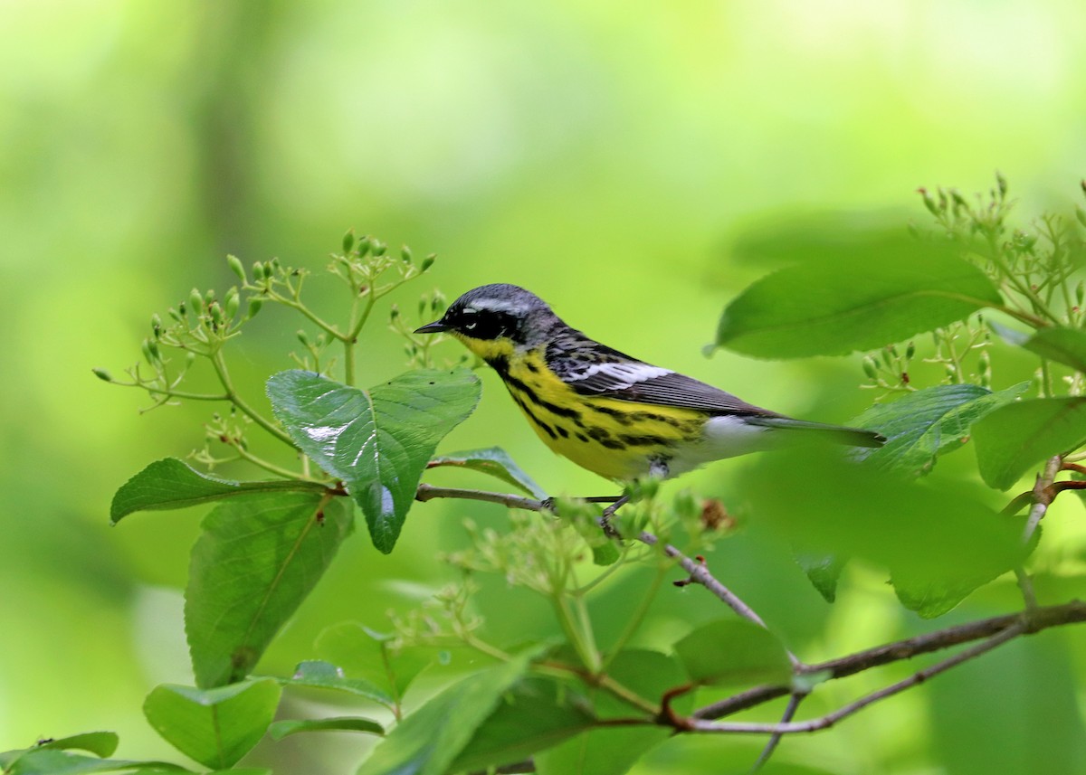 Magnolia Warbler - ML619604800