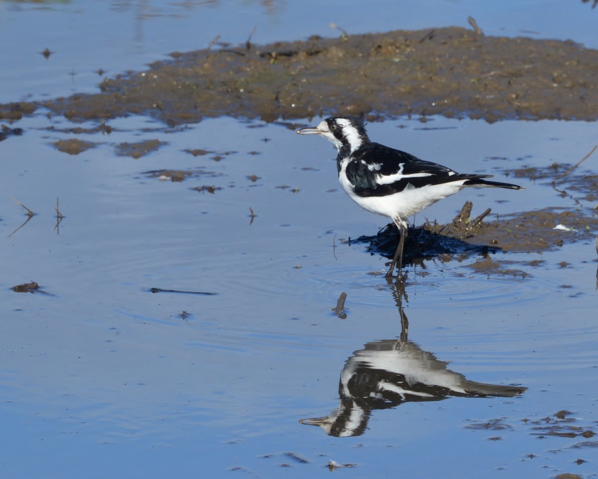 Magpie-lark - Peter Storer