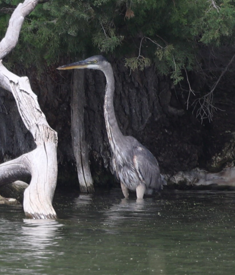 Great Blue Heron (Great Blue) - David Cunningham