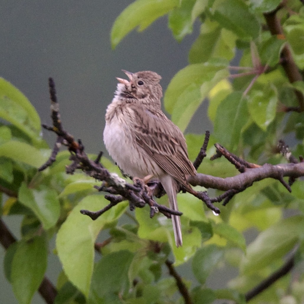 Vesper Sparrow - Doug Turner