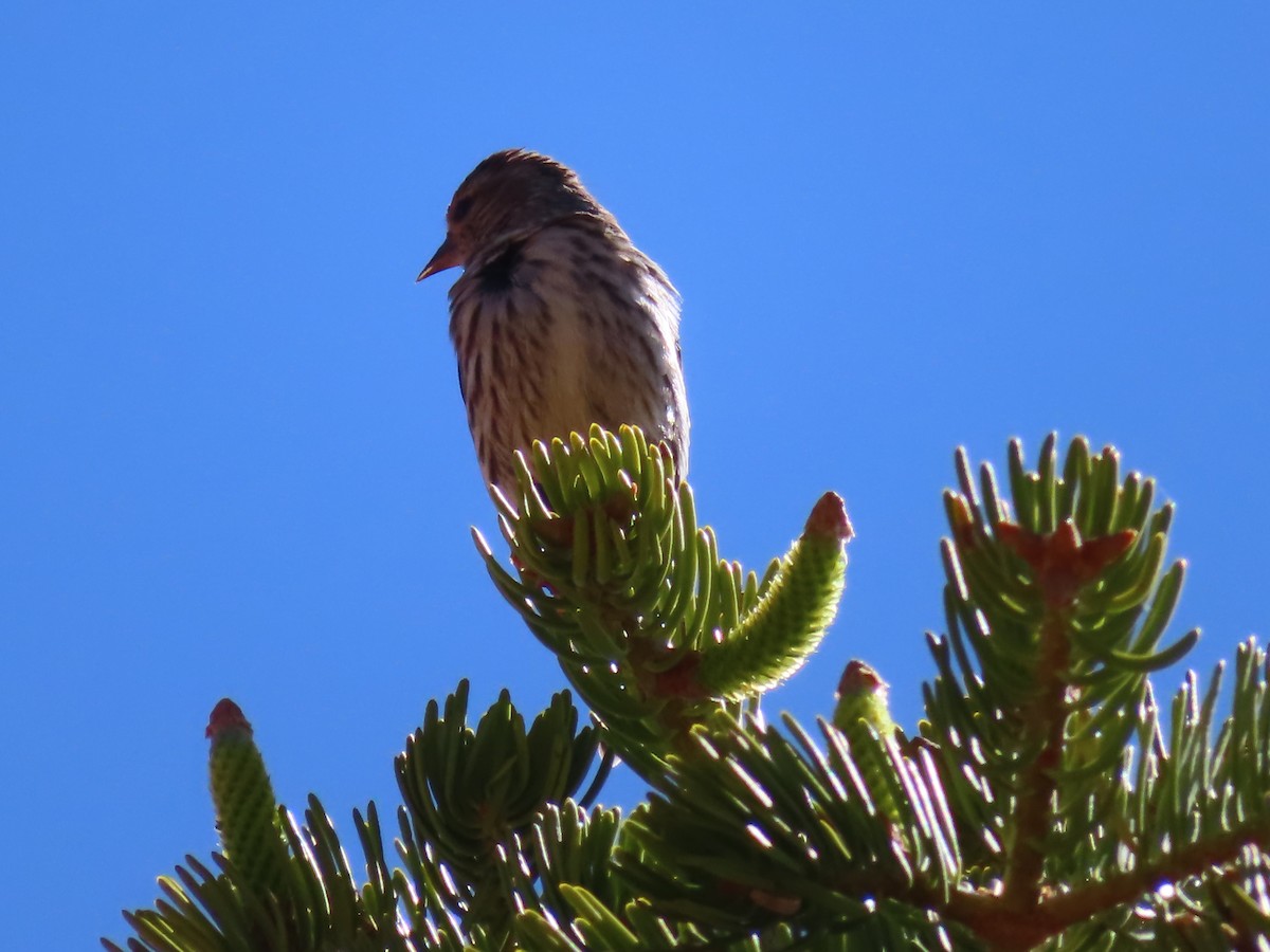 Pine Siskin - Ursula  Mitra