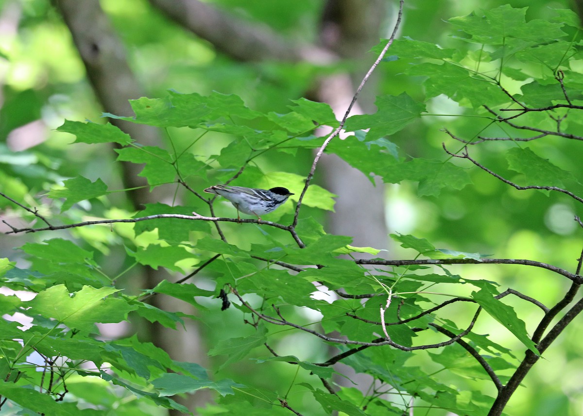 Blackpoll Warbler - ML619604816