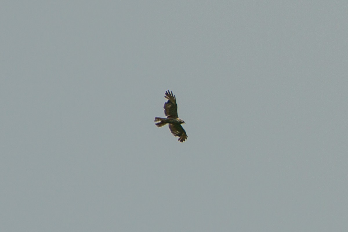 Buteo sp. - ML619604831