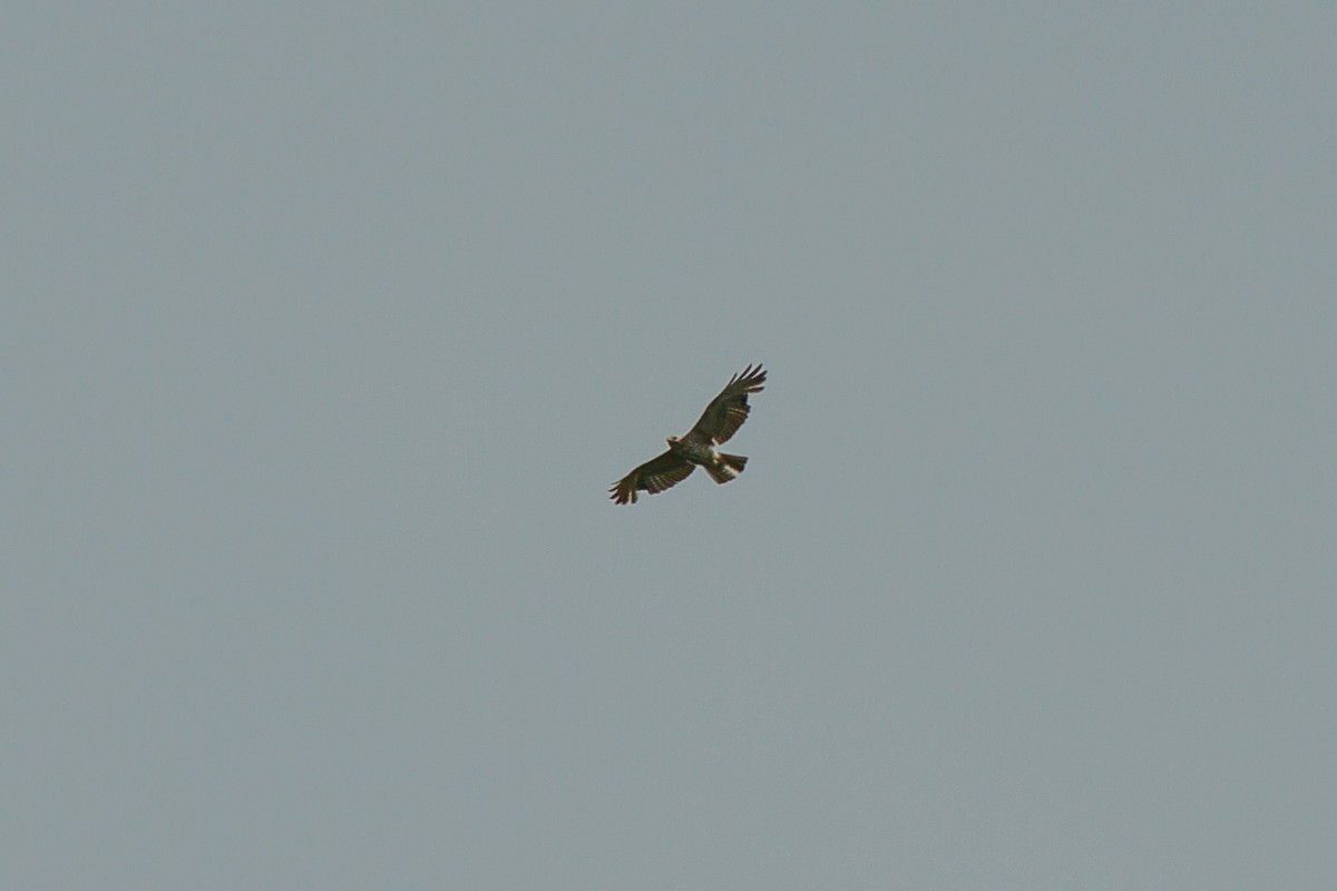 Buteo sp. - ML619604832