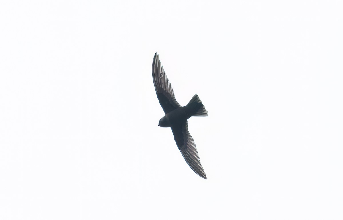 Black Swift - Robert McMorran