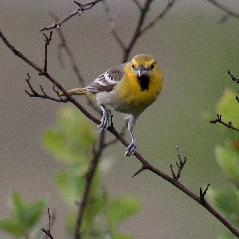 Bullock's Oriole - Doug Turner