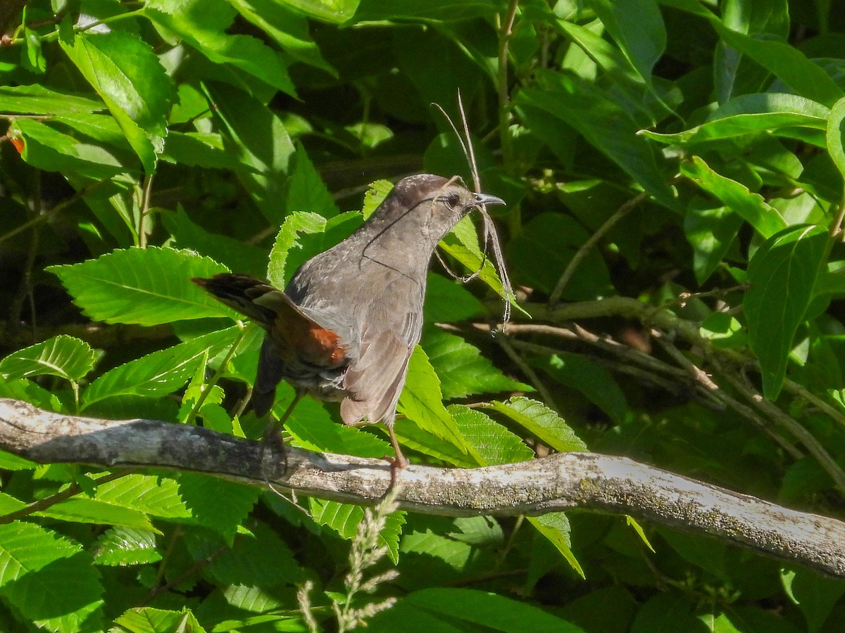 Gray Catbird - Ellen Star