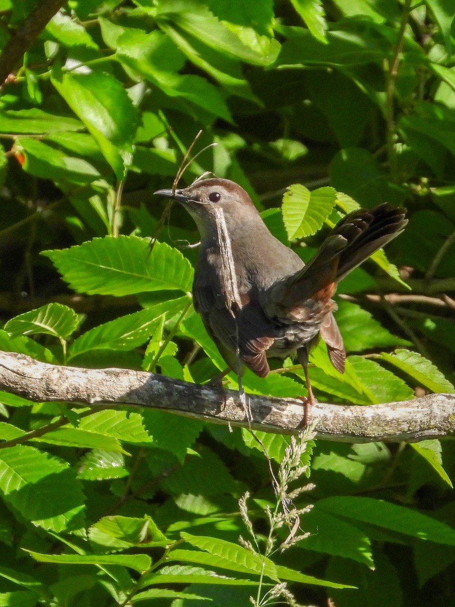 Gray Catbird - Ellen Star