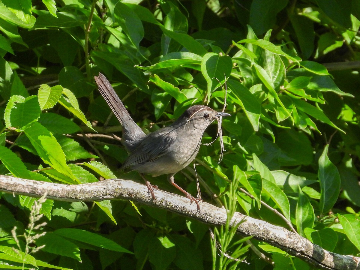 Gray Catbird - Ellen Star