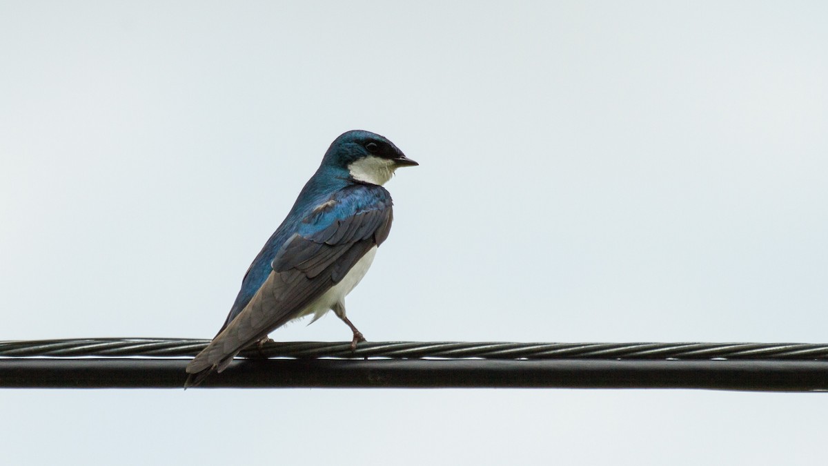 Tree Swallow - Stella Tea