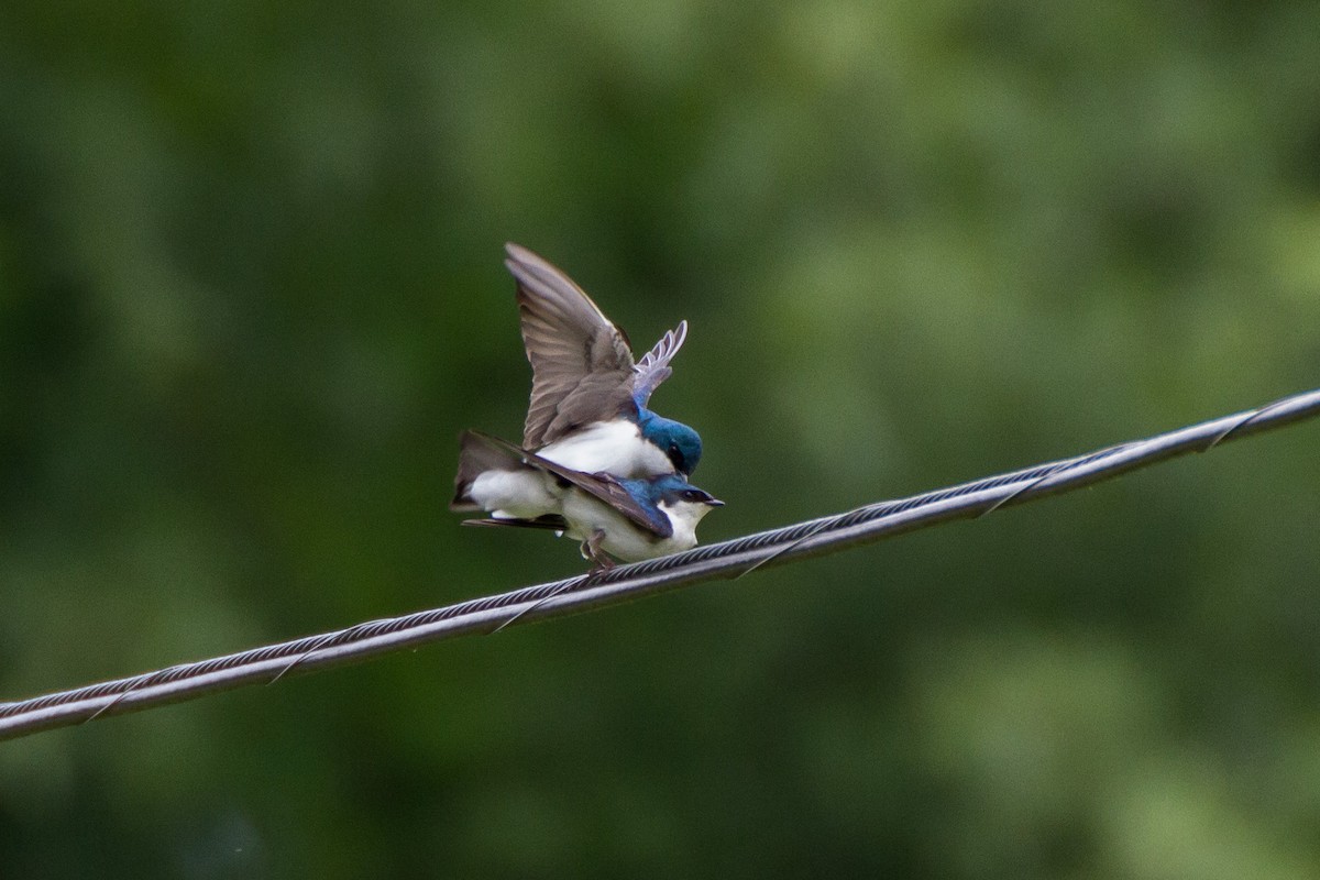 Tree Swallow - Stella Tea