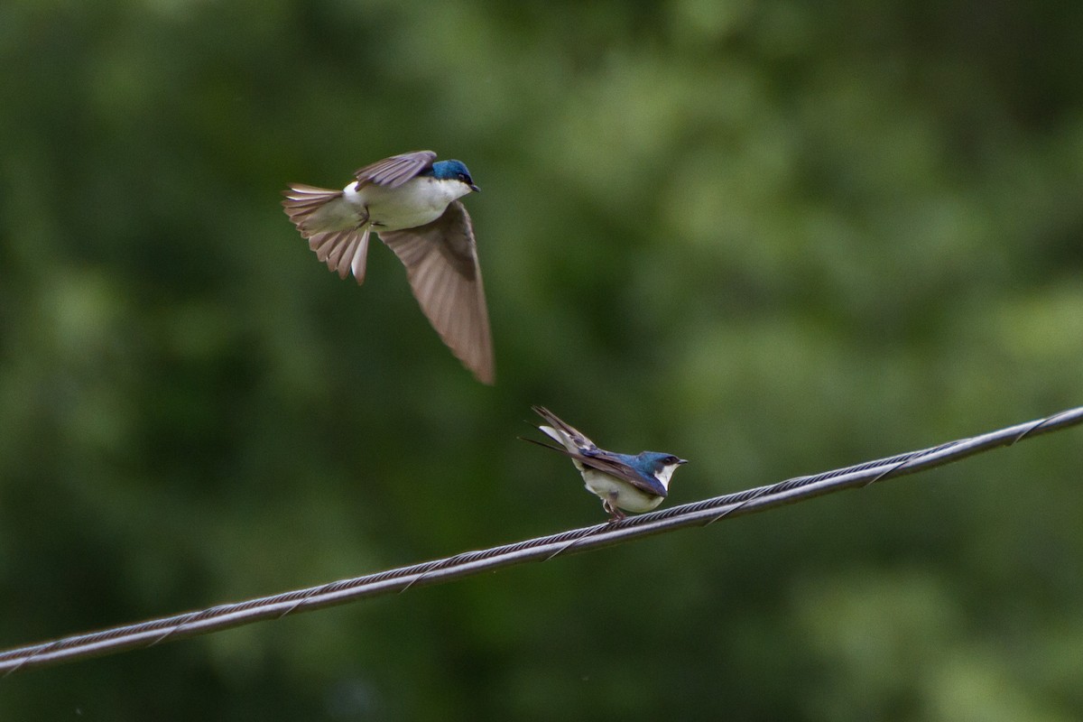 Tree Swallow - Stella Tea